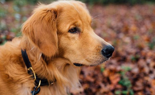 7 Genius Dog Noodle Tricks You Should Know